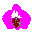 AsianKisses.de logo